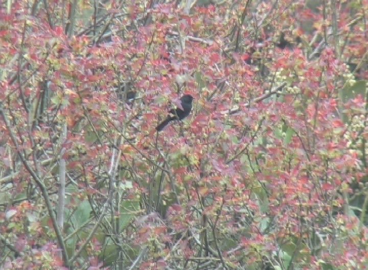 Flowerpiercer, Black