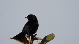 Flowerpiercer, Black (Cerro Montezuma, Colombia) 1