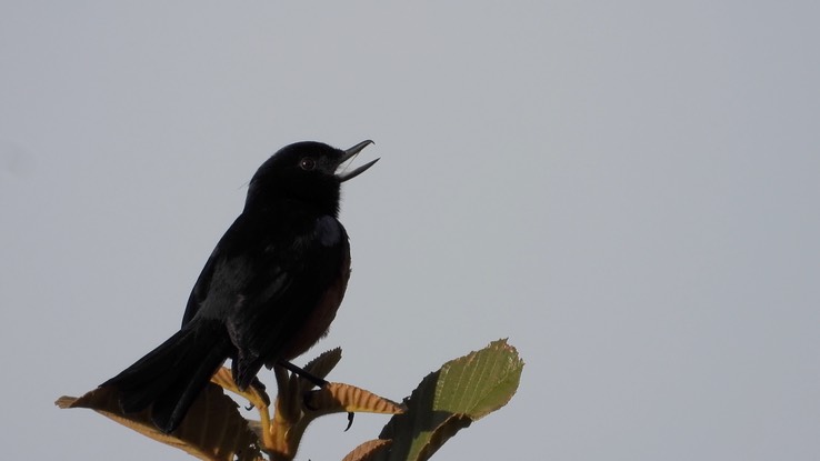 Flowerpiercer, Black (Cerro Montezuma, Colombia) 2