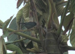 Flowerpiercer, Bluish