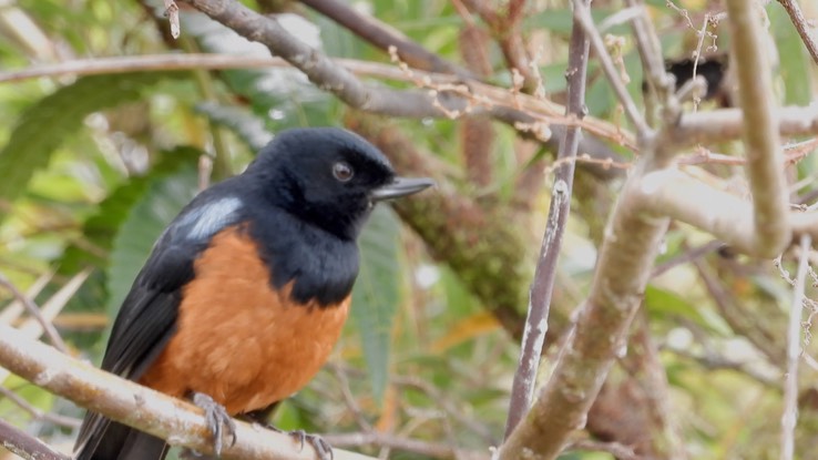 Flowerpiercer, Chestnut-bellied (Cerro Montezuma, Colombia) 2