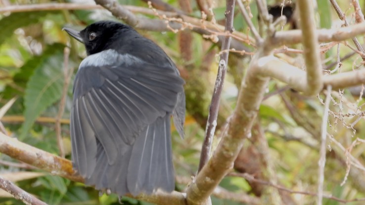 Flowerpiercer, Chestnut-bellied (Cerro Montezuma, Colombia) 3