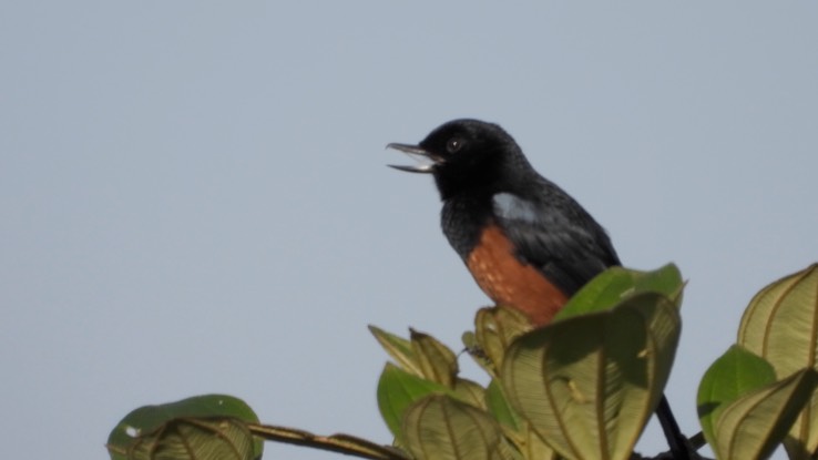 Flowerpiercer, Chestnut-bellied (Cerro Montezuma, Colombia) 4