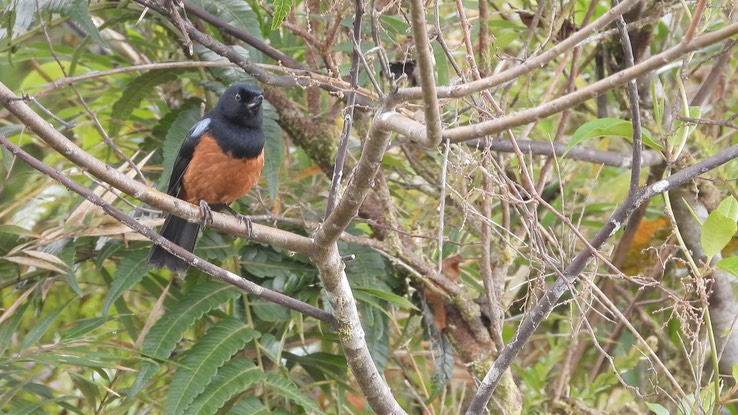 Flowerpiercer, Chestnut-bellied (Cerro Montezuma, Colombia) 1