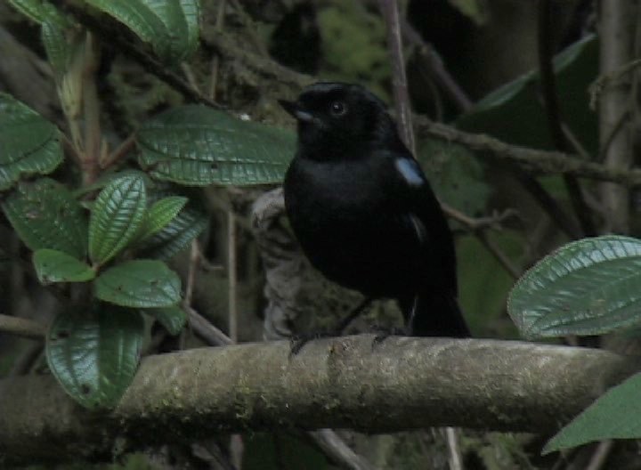 Flowerpiercer, Glossy 1