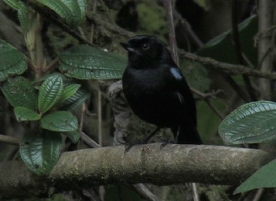 Flowerpiercer, Glossy 1