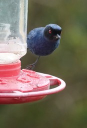 Flowerpiercer, Masked - Diglossa cyanea1