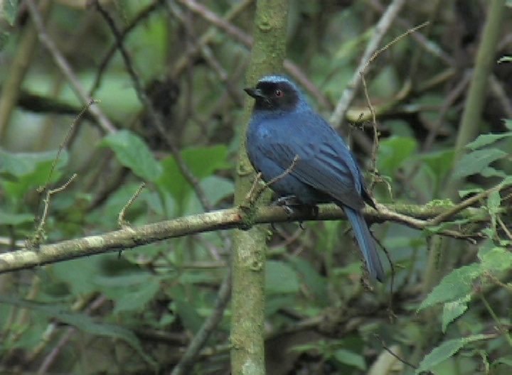 Flowerpiercer, Masked 1