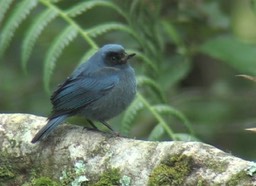 Flowerpiercer, Masked 2