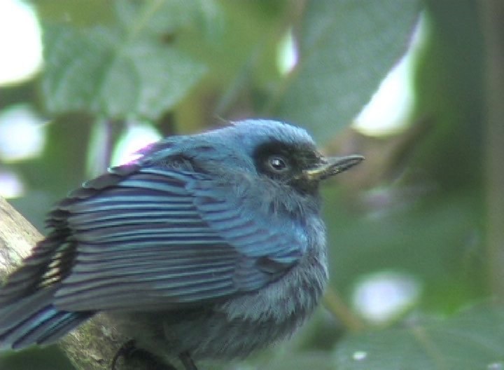 Flowerpiercer, Masked 3