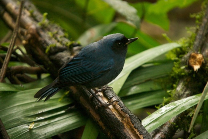 Flowerpiercer, Masked a