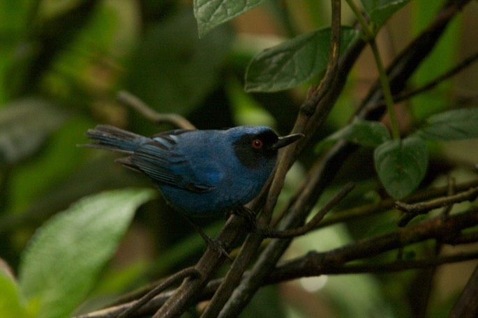 Flowerpiercer, Masked c