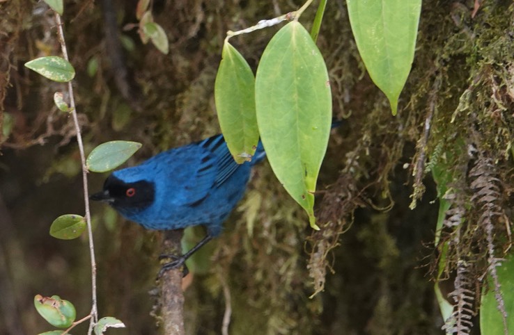 Flowerpiercer, Masked h1