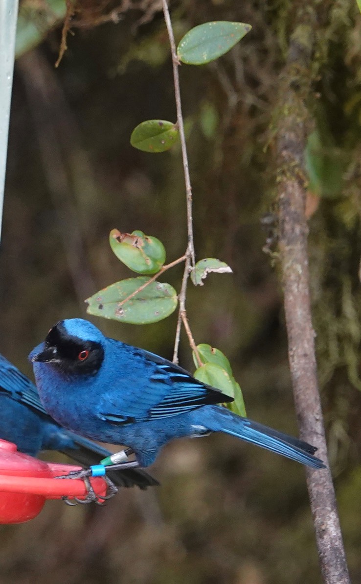 Flowerpiercer, Masked h2