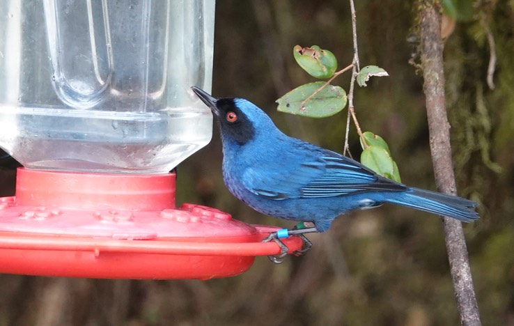 Flowerpiercer, Masked h3