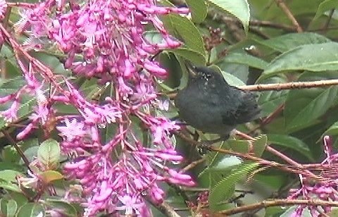 Flowerpiercer, Slaty 5