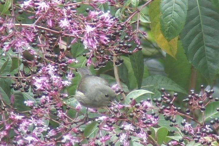 Flowerpiercer, Slaty1