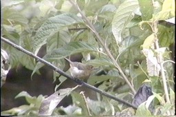 Flowerpiercer, White-sided