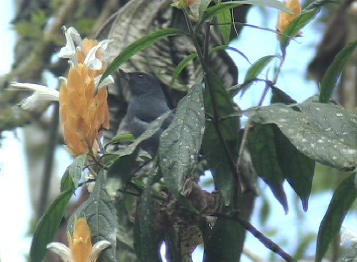 Flowerpiercer, White-sided photo 2