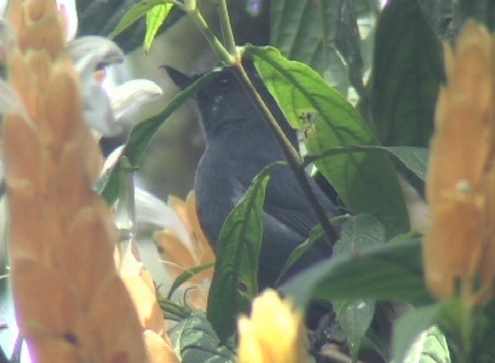 Flowerpiercer, White-sided photo 3