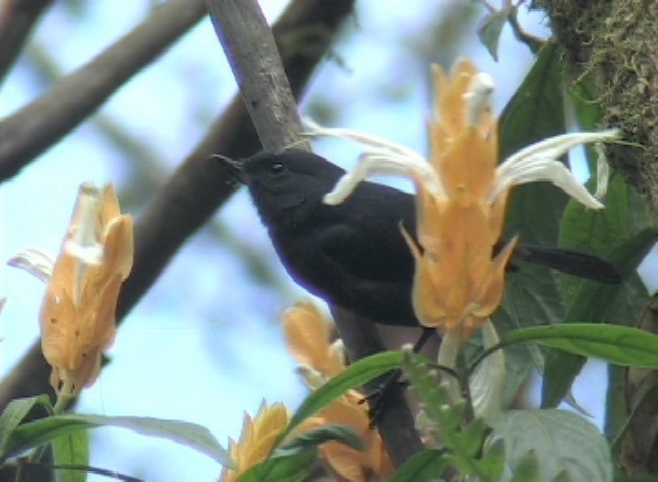 Flowerpiercer, White-sided photo 1