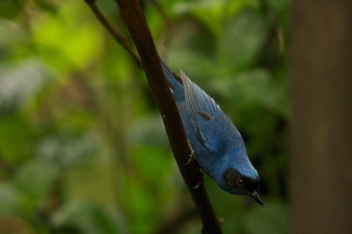 Flowrpiercer, Masked b