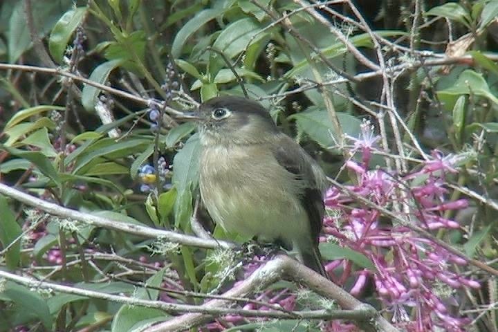 Flycatcher, Black-capped1