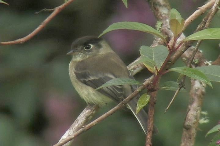 Flycatcher, Black-capped