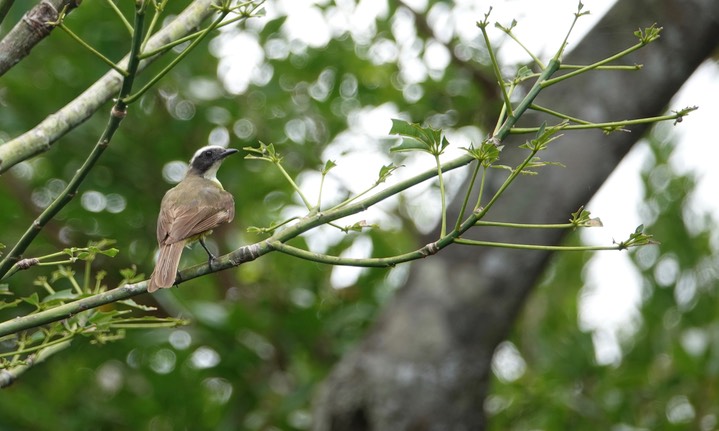 Flycatcher, Boat-billed