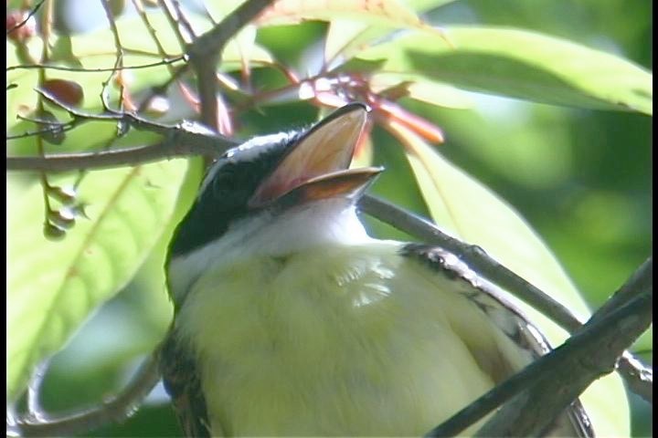 Flycatcher, Boat-billed