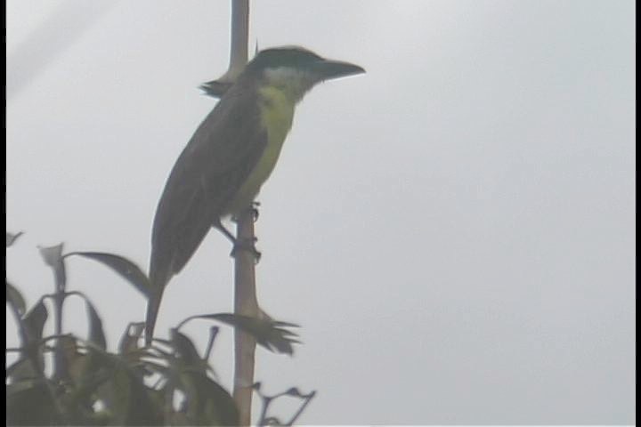 Flycatcher, Boat-billed_1