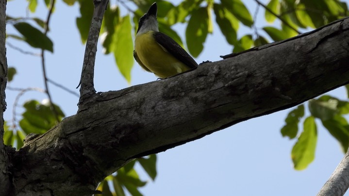 Flycatcher, Boat-billed (Belize 2021) a