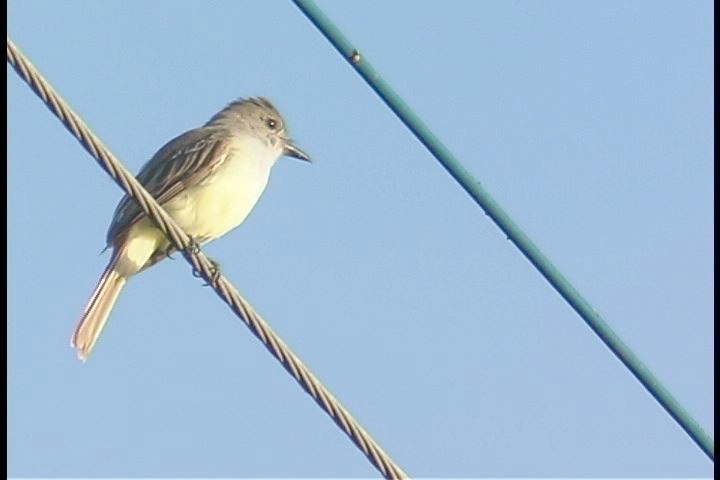 Flycatcher, Brown-crested