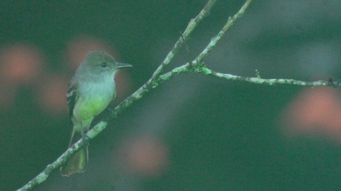 Flycatcher, Brown-crested