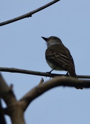 Flycatcher, Brown-crested18-1