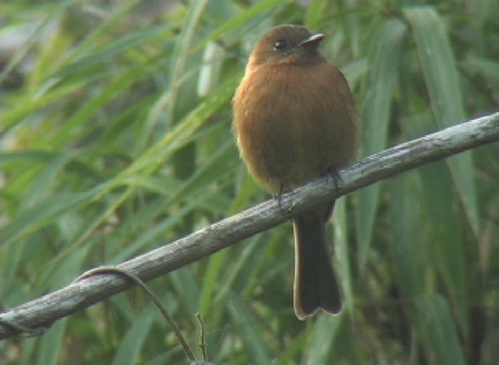 Flycatcher, Cinnamon 2