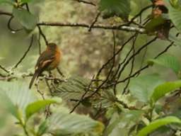 Flycatcher, Cinnamon a