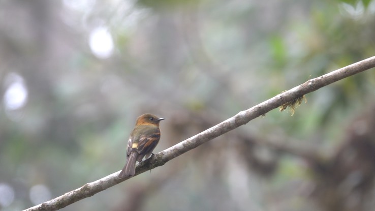 Flycatcher, Cinnamon (Cerro Montezuma, Colombia)2