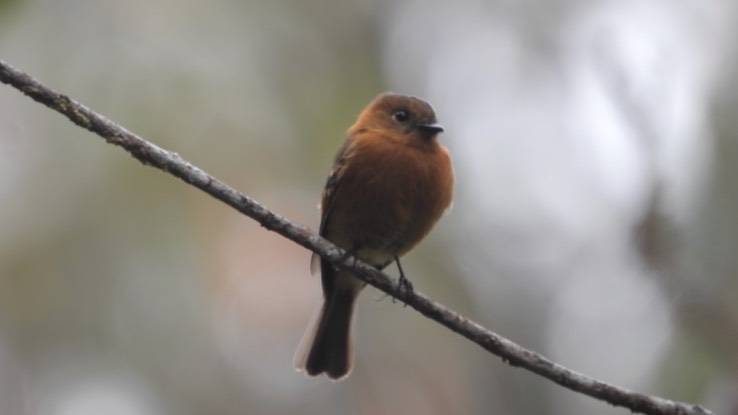 Flycatcher, Cinnamon (Cerro Montezuma, Colombia) 1