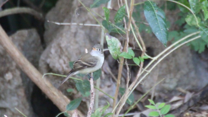 Flycatcher, Cordilleran 1