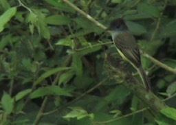 Flycatcher, Dusky-capped milpe