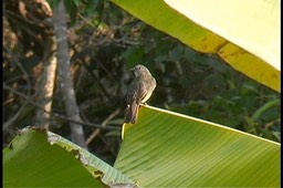 Flycatcher, Dusky-chested