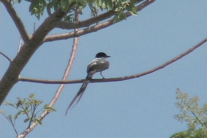 Flycatcher, Fork-tailed 1