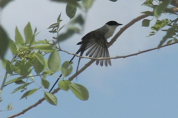 Flycatcher, Fork-tailed 2