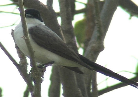 Flycatcher, Fork-tailed 3