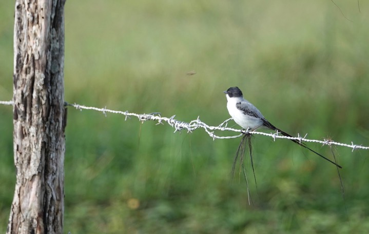 Flycatcher, Fork-tailed 5