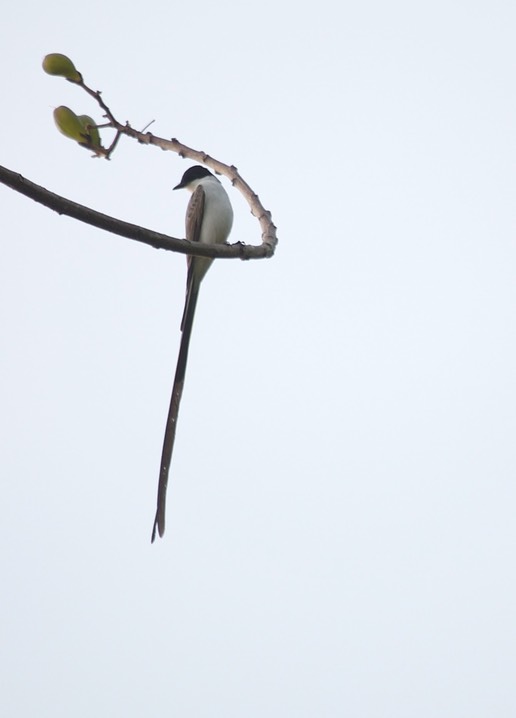 Flycatcher, Fork-tailed b