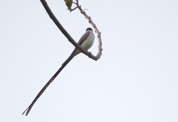 Flycatcher, Fork-tailed c