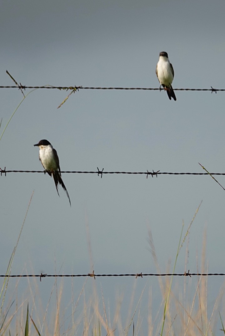 Flycatcher, Fork-tailed. Tyrannus savana2