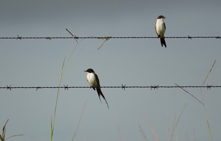 Flycatcher, Fork-tailed. Tyrannus savana